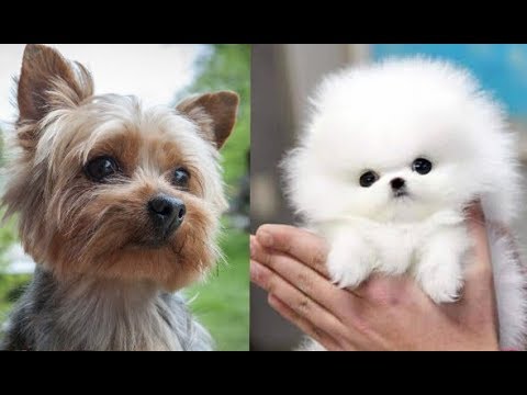 Top 10 razas de perros mas pequeños del mundo