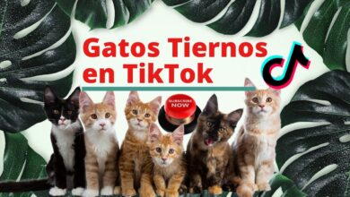 Gatos en TikTok. Mejores videos si te ries pierdes funny videos