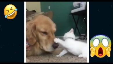 Videos de Risa – Animales – Perros y Gatos Chistosos // CAIDAS Y VIDEOS GRACIOSOS