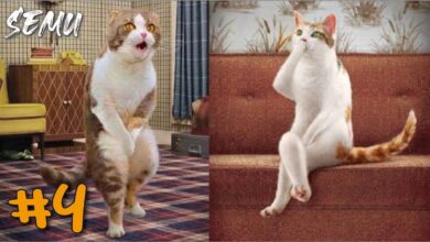❤️Perros y gatos graciosos🐶 Divertido video de animales chistosos🔴 La mejor recopilación de risa#4★