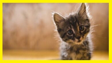 😹 Gatos Graciosos 😺- Los MEJORES! Videos de Gatos Chistosos 😻 Si Te Ries Pierdes 🐈😺 By Vegas Ep.20