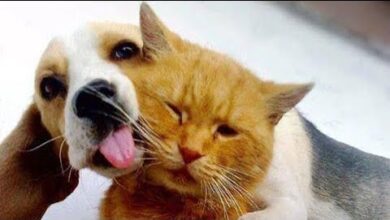 🔥VIDEOS GRACIOSOS Y DIVERTIDOS!! Videos divertidos de gatos y perros #gato #perro #divertidos