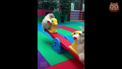 Videos de Risa – Animales – Perros y Gatos Chistosos // CAIDAS Y VIDEOS GRACIOSOS 2020