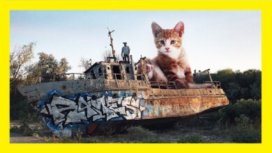 😹 Gatos Graciosos 😺- Los MEJORES! Videos de Gatos Chistosos 😻 Si Te Ries Pierdes 🐈😺 By Vegas Ep.18