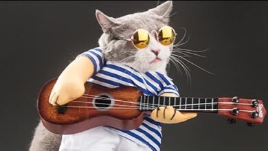 Gatos Graciosos – Los Mejores Videos de Gatos Chistosos