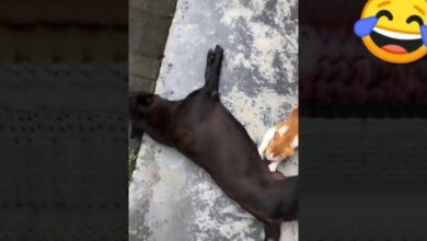 Trate de no reírse – Videos de  perros y gatos graciosos