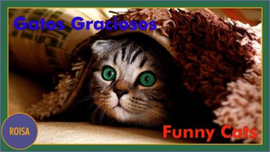 Gatos Graciosos – Los Mejores Videos de Gatos Chistosos#2/Funny Cats – Best Videos of Funny Cats #2