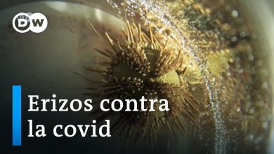 Erizos marinos para combatir la covid-19