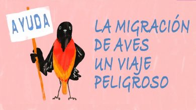 La migración de aves, un viaje peligroso- Alyssa Klavans