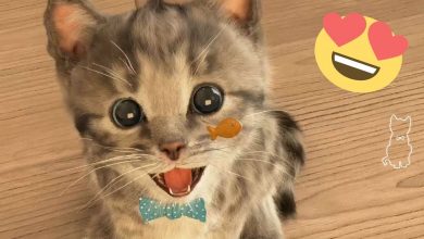 Gatitos Maullando Videos Tiernos de animales y Mascotas – Gatitos Lindos