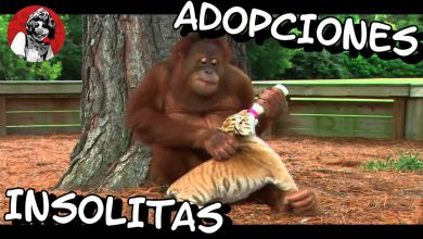 Las 10 adopciones entre animales más tiernas que no creerás que existen (Parte 1) | Oscar Jack