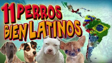 11 Razas de Perros de Latinoamérica (Poderosas – Antiguas – Tiernas)