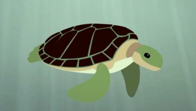 La supervivencia de la tortuga marina – Scott Gass
