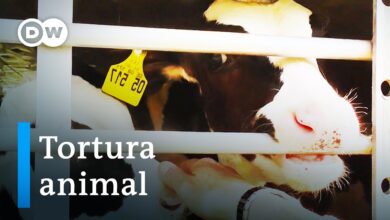 La crueldad del comercio internacional de ganado | DW Documental