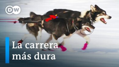 Trineos de perros en Noruega | DW Documental